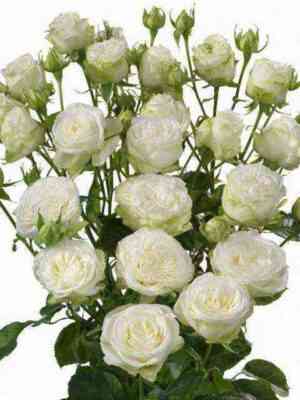 vajt_bambastik.jpg Мисс Бомбастик Вайт (BombasticWhite)