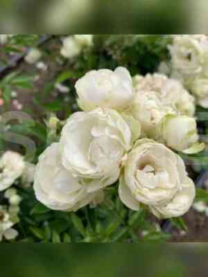 Вайт Морсдаг (White Morsdag)