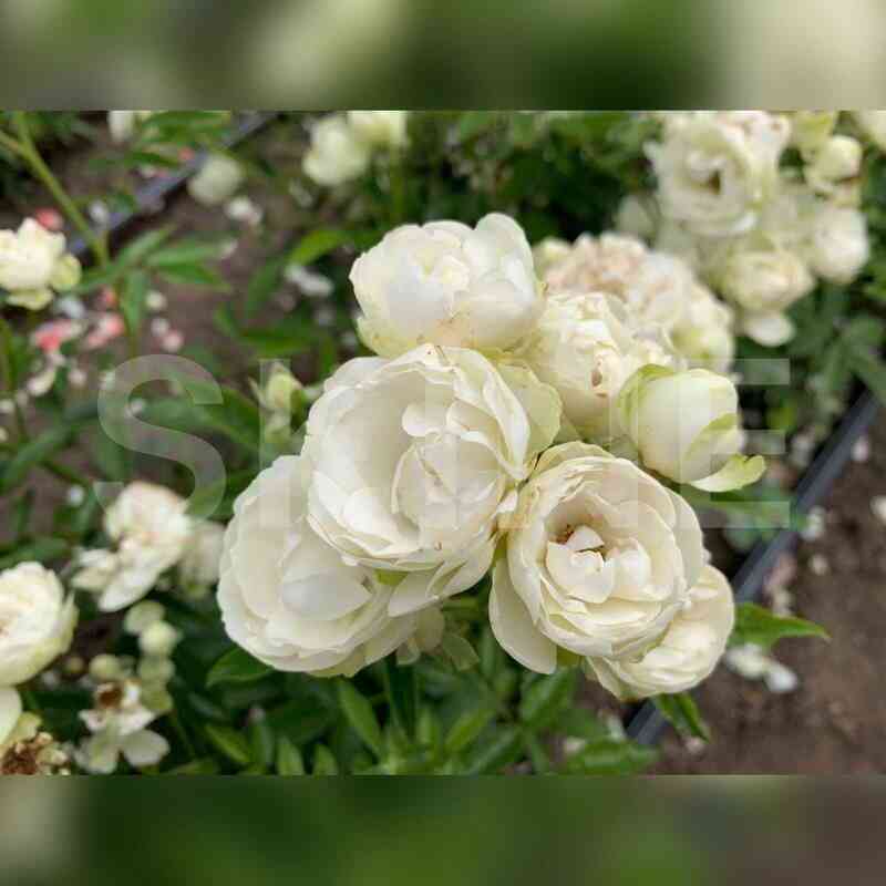 vajt_morsdag.jpg Вайт Морсдаг (White Morsdag)