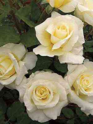 vajt_najt.jpg Вайт Найт (White Nights)