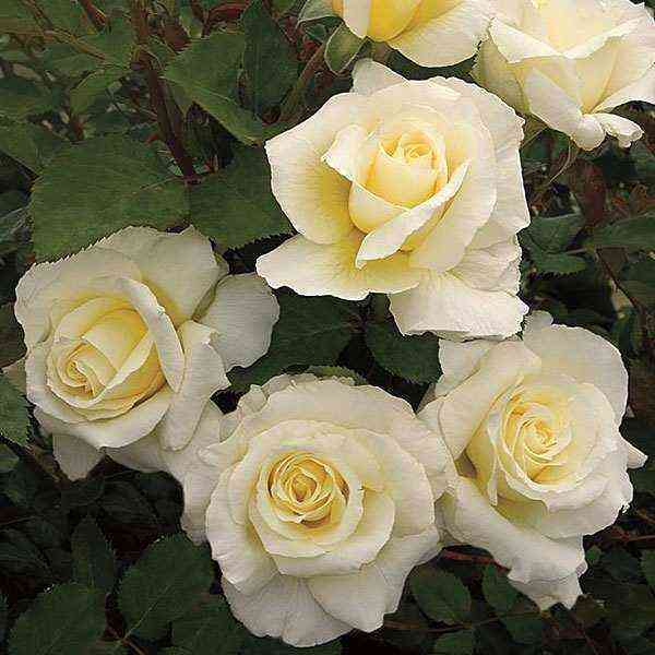 Вайт Найт (White Nights)