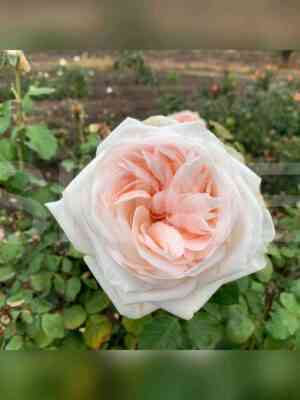 Вайт О’Хара (White O’Hara)