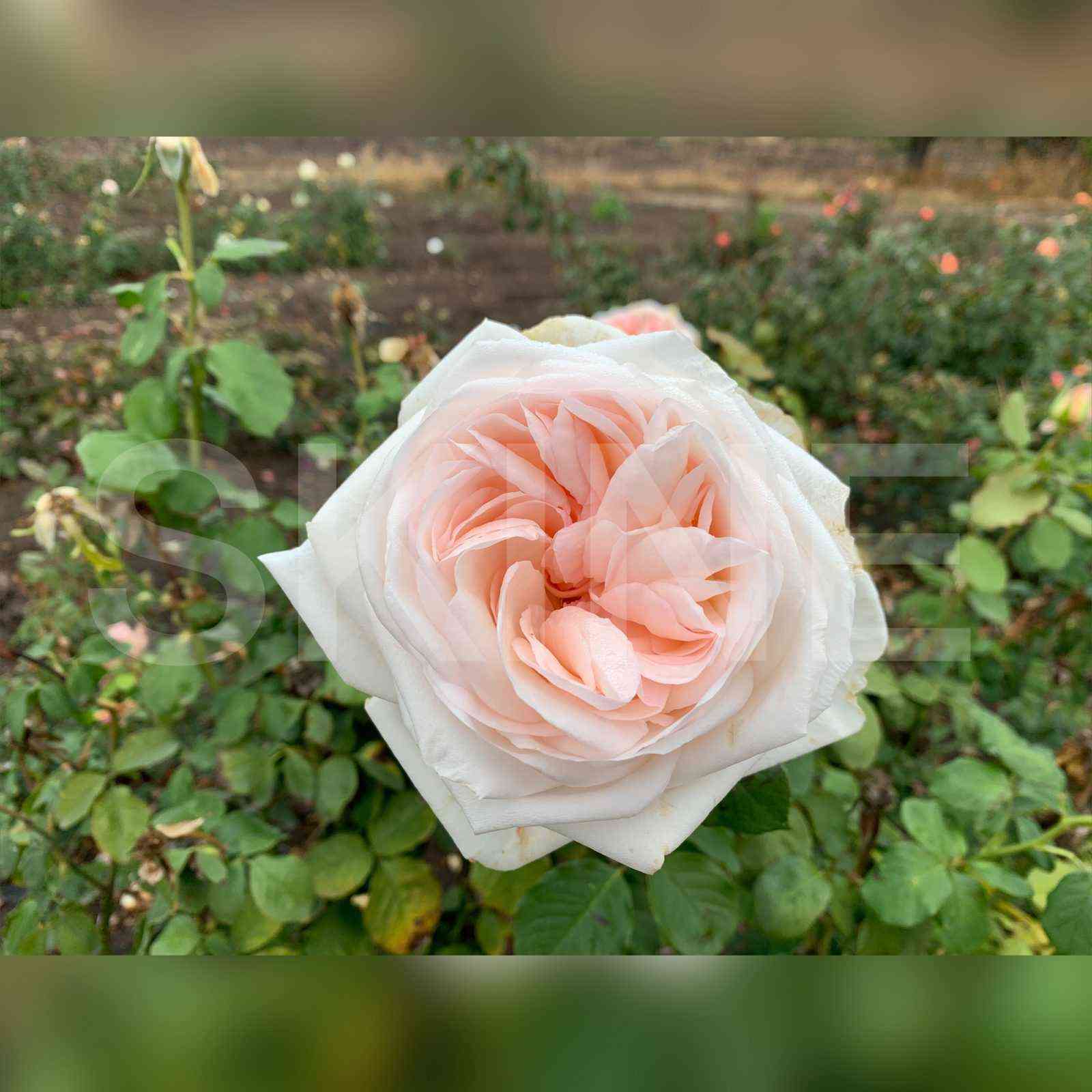 Вайт О’Хара (White O’Hara)