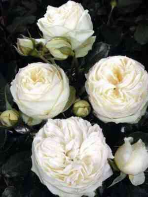 vajt_piano_white_piano.jpg Вайт Пиано (White Piano)