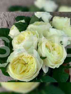 Вайт Вувузела (White Vuvuzela)