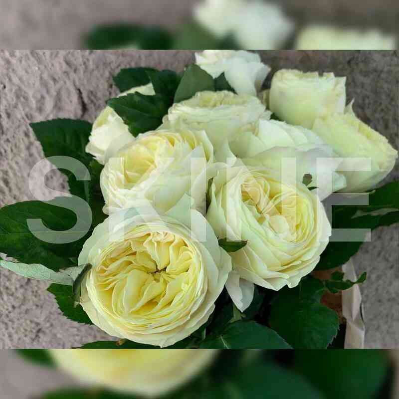 Вайт Вувузела (White Vuvuzela)