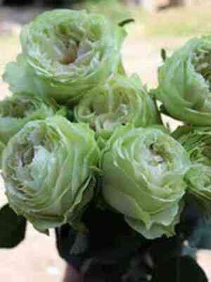 Вайт Кахала (White Kahala)