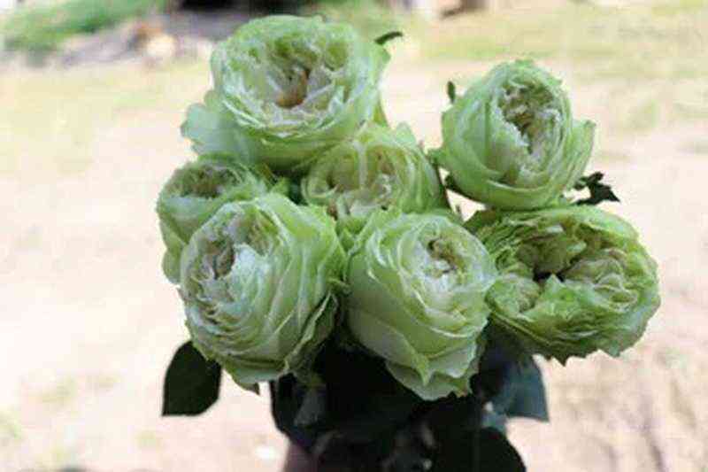 Вайт Кахала (White Kahala)