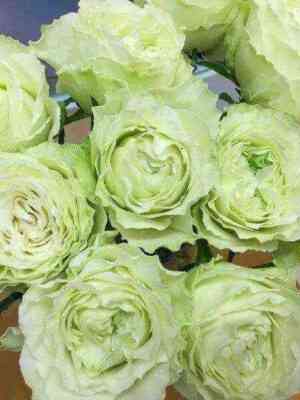 Вакана (Wakana)