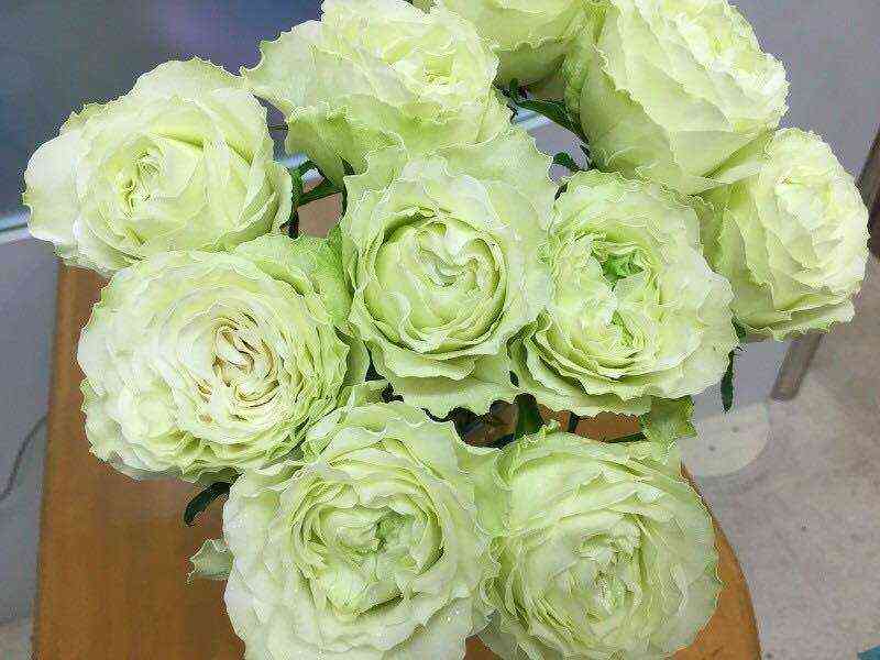 Вакана (Wakana)