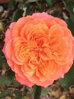 Валери де Монгольфье (Valerie de Montgolfier)