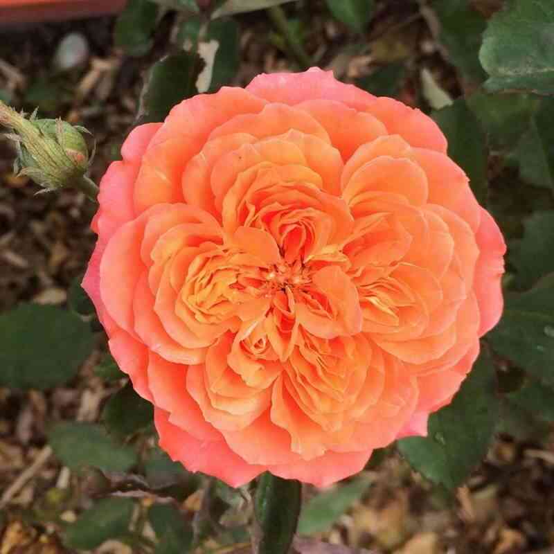 valeri-de-mongolfe-valerie-de-montgolfier_optimized-1.jpg Валери де Монгольфье (Valerie de Montgolfier)