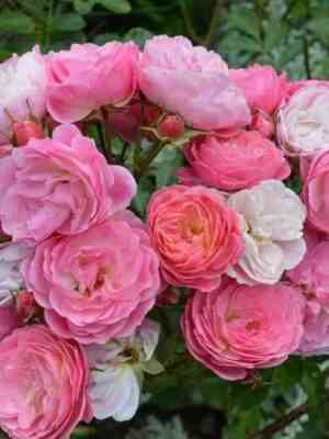 valfedranzh.jpg Вальферданж (Walferdange)