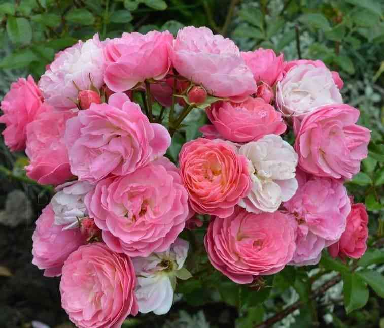 Вальферданж (Walferdange)