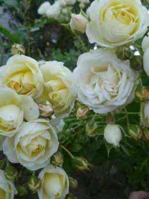 vanilalejs_vanillalace_optimized.jpg Ванила Лейс (Vanilla Lace)