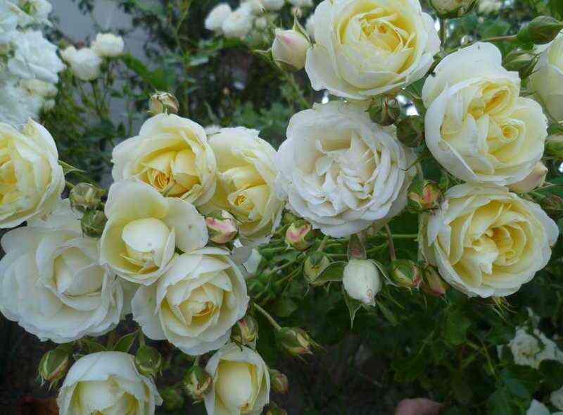 Ванила Лейс (Vanilla Lace)