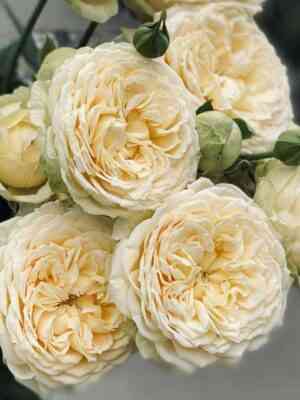 Ванила Каталина (Vanilla Catalina)