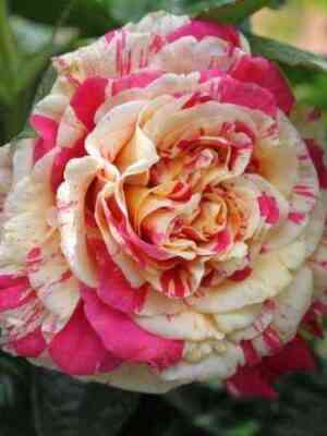 Ванилла Фрайз (Vanille Fraise)