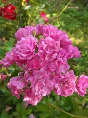 Вартбург (Wartburg)