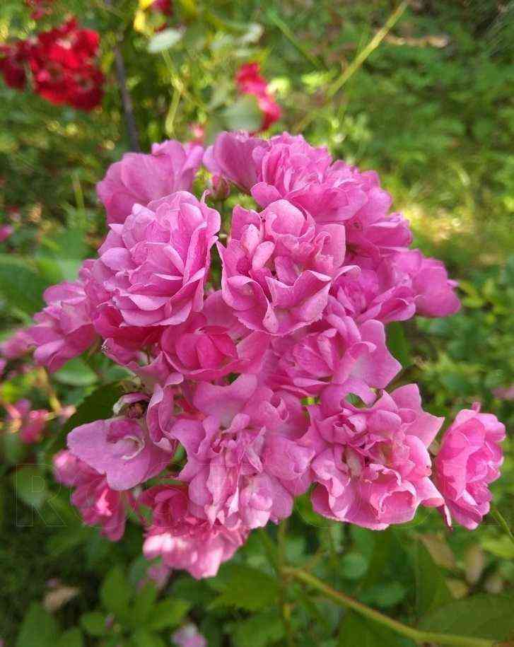 Вартбург (Wartburg)