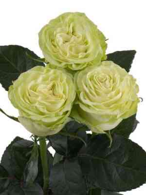 vasabi_wasabi_optimized.jpg Васаби (Wasabi)