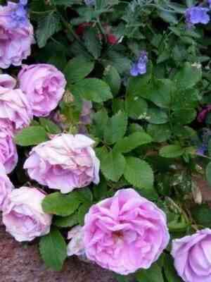 Васагейминг (Wasagaming)