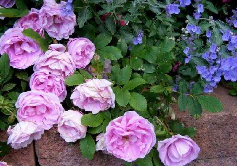 Васагейминг (Wasagaming)