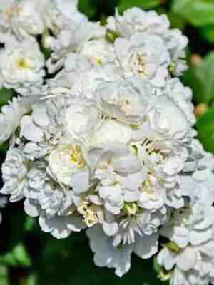 vaterloo.jpg Ватерлоо (Waterloo)