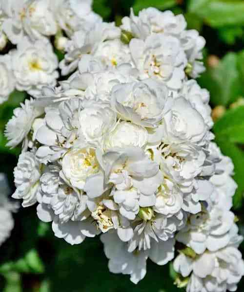 Ватерлоо (Waterloo)