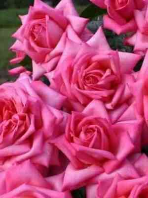 vedding-bells-wedding-bells_optimized.jpg Веддинг Беллс (Wedding Bells)