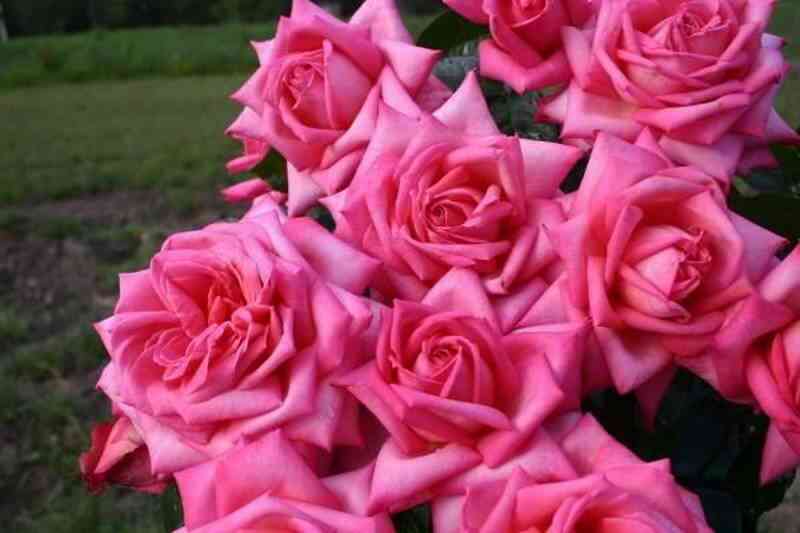 vedding-bells-wedding-bells_optimized.jpg Веддинг Беллс (Wedding Bells)