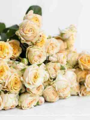 vedding-jo-jo.jpg Веддинг Йо-Йо (Wedding Yo-Yo)