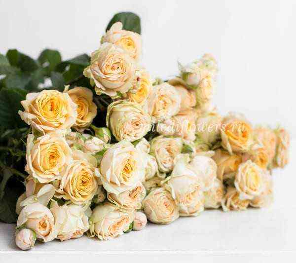 Веддинг Йо-Йо (Wedding Yo-Yo)