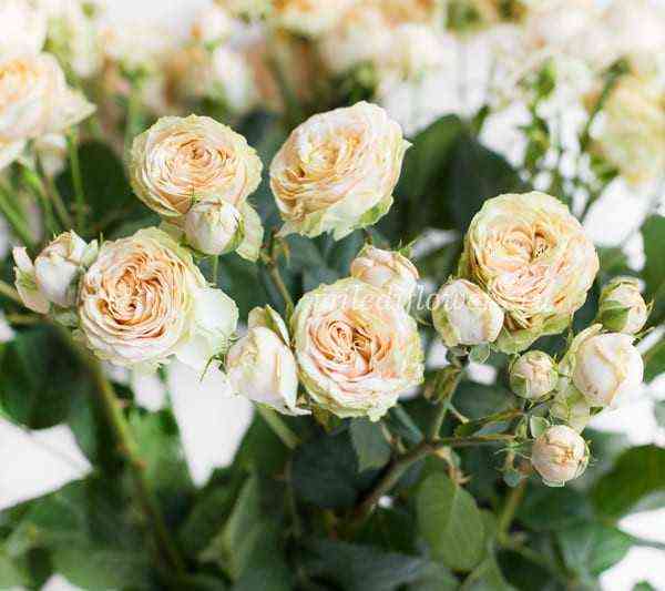 Веддинг Йо-Йо (Wedding Yo-Yo)