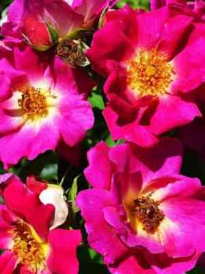 veg-der-zinne.jpg Вег дер Зинне (Weg der Sinne)