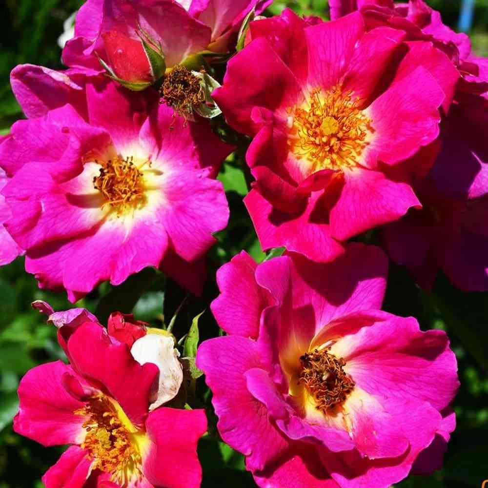 veg-der-zinne.jpg Вег дер Зинне (Weg der Sinne)