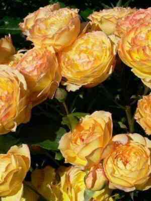 Вел Бинг (Well Being)