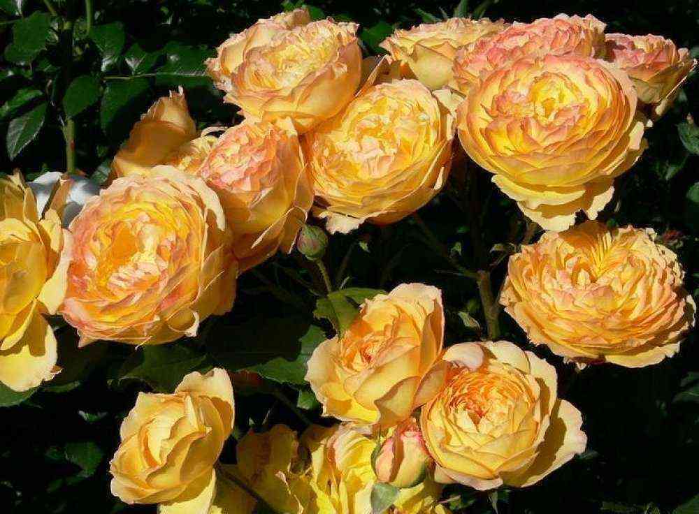 Вел Бинг (Well Being)