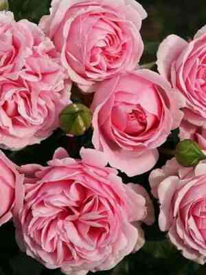 Велленшпиль (Wellenspiel)