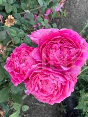 Вентило (Ventilo)