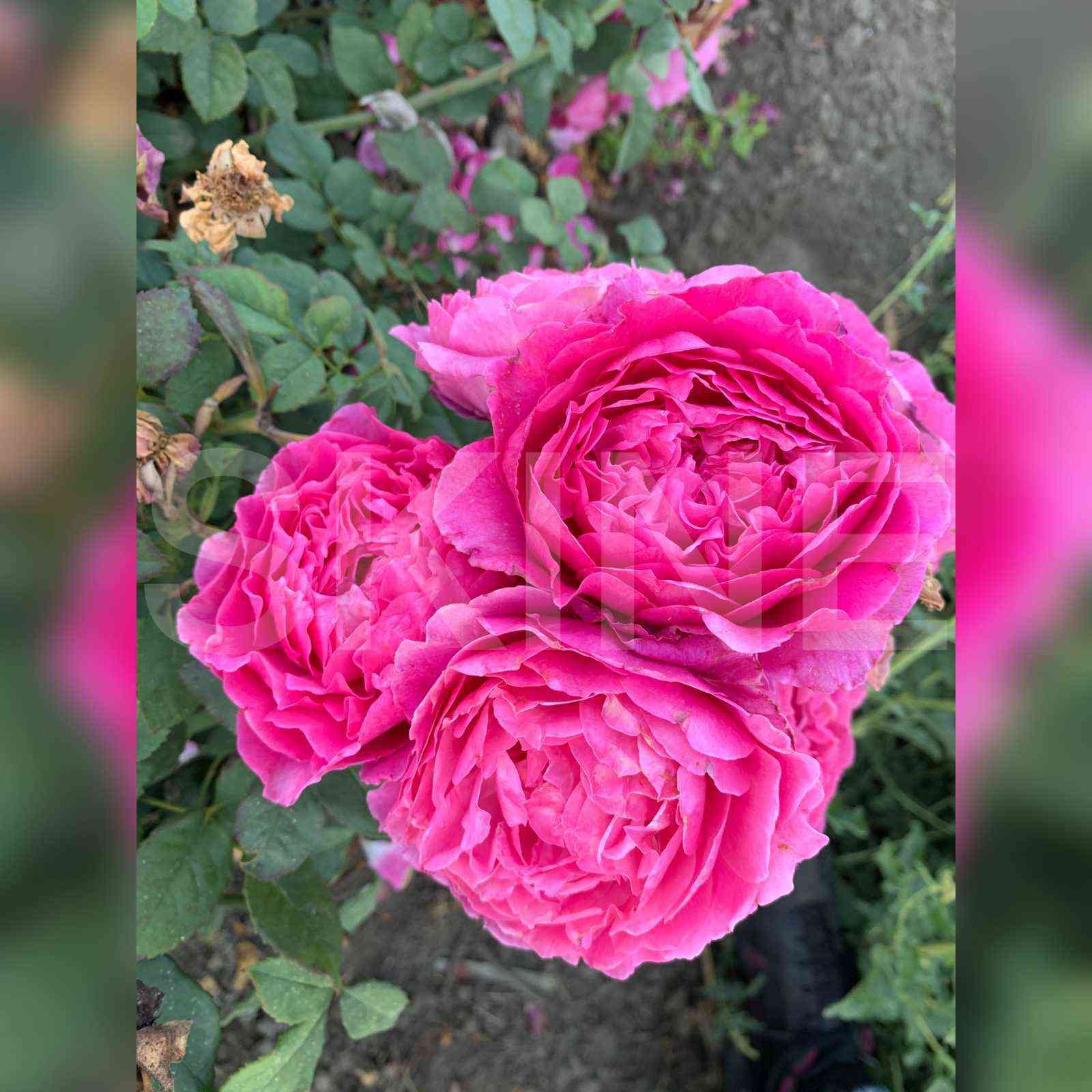 Вентило (Ventilo)