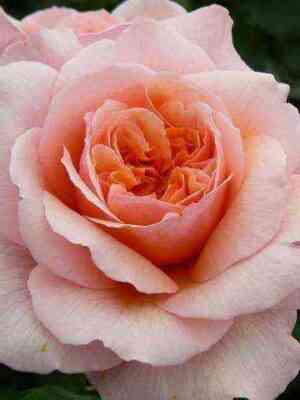 Версайни (Versigny)