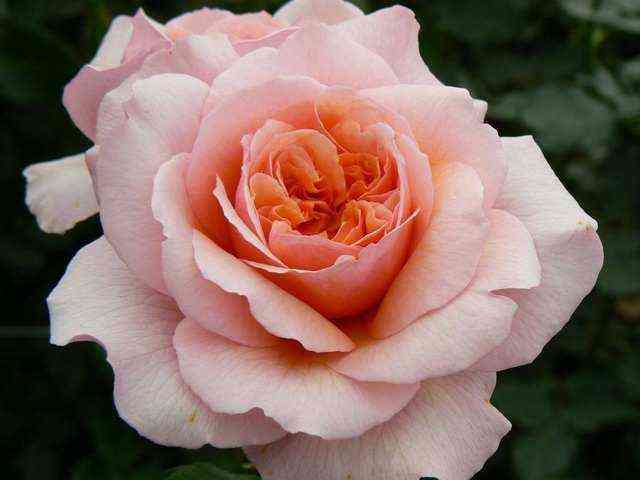 Версайни (Versigny)