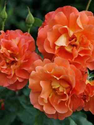 Вестерленд (Westerland)