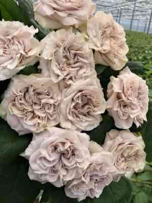 Вестминстер Эбби (Westminster Abbey)