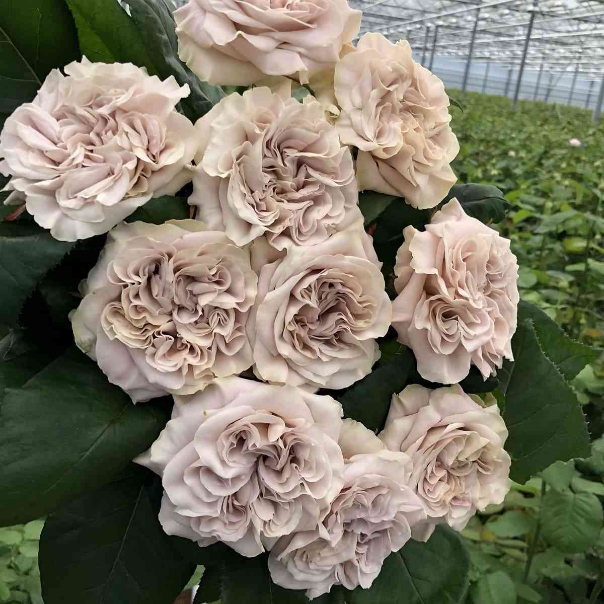 vestminster-ebbi.jpg Вестминстер Эбби (Westminster Abbey)