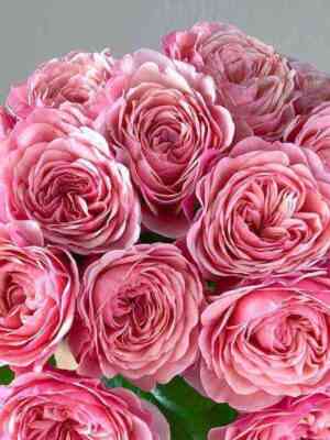 Викториан Пинк (Victorian Pink)