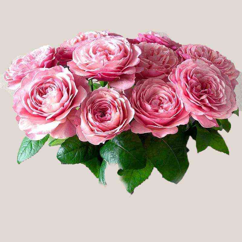 viktorian-pink1.jpg Викториан Пинк (Victorian Pink)