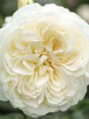 Викториан Вайт (Victorian White)