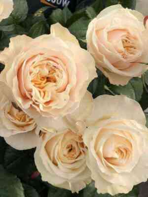 viktorianpich_victorianpeach_optimized.jpg Викториан Пич (Victorian Peach)